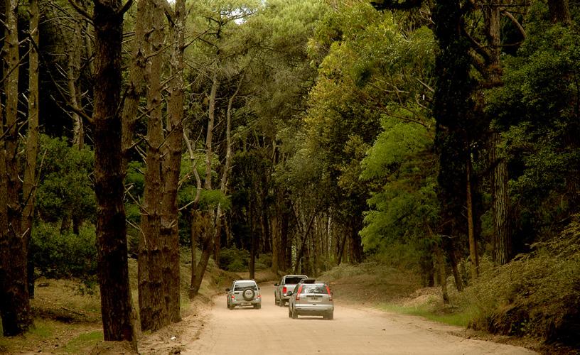 Bosque de Cariló, turismo en Argentina