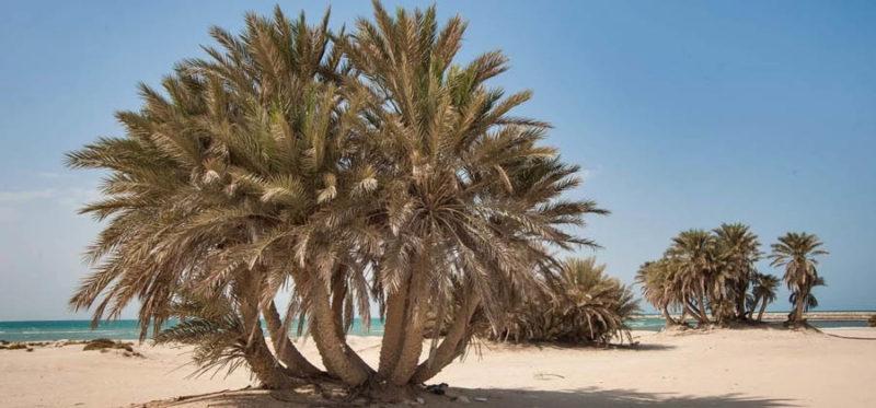 Las mejores playas de Qatar